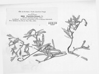 Puccinia jonesii image